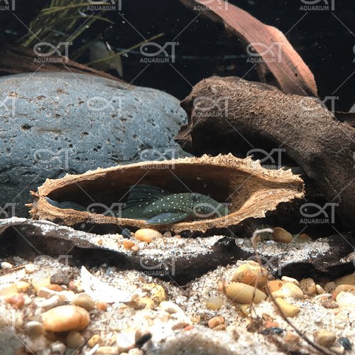 南美缸装饰躲避天然果壳