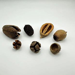 南美缸果壳 南美缸造景躲避果壳 造景素材 底床装饰果壳