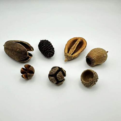 南美缸造景躲避果壳造景果壳