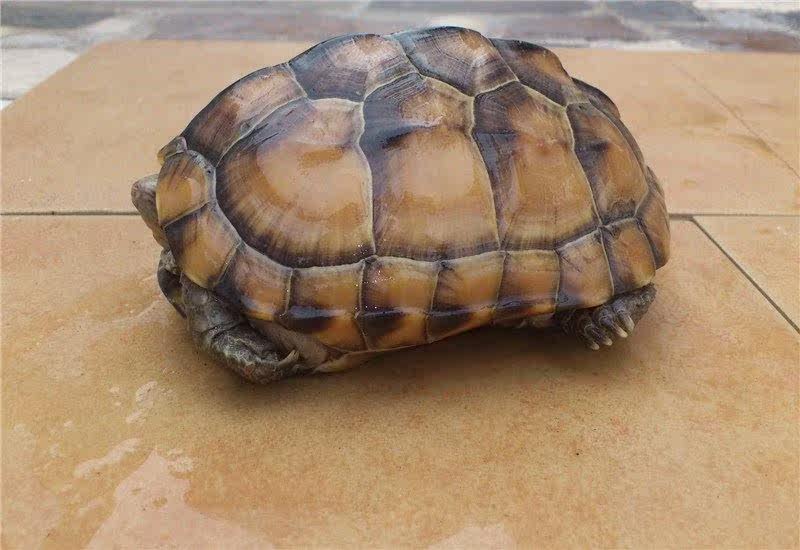 China Tortoise Tortoises Gold turtle Pet turtle Tortoise living thing Lucky Turtle Big turtle Vandellia Town housein the 3C Digital Accessories, Cell Phone Accessories , Phone holder/Mobile phone holder  category - from Buy2taobao.com to provide professional Taobao agent buy service