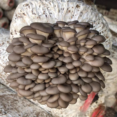 5斤大包蘑菇种植包平菇菌包种蘑菇食用菌菌种家庭种蘑菇新鲜蘑菇