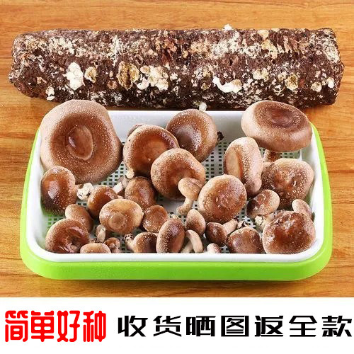 【7天出菇】食用菌棒菌种菌包香菇平菇食用蘑菇菌多肉阳台,鲜花速递/花卉仿真/绿植园艺,多肉植物,淘宝优惠券,粉丝福利购,淘宝优惠卷