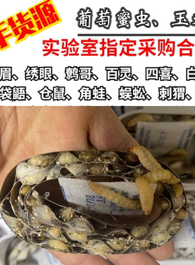 芦丁鸡蜜袋鼯钓鱼玉米虫活体仓鼠