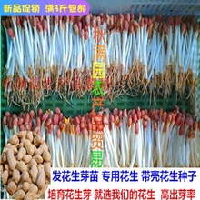 发花生芽花生种子发花生苗花生专用农家自产带壳芽花生满3斤包邮
