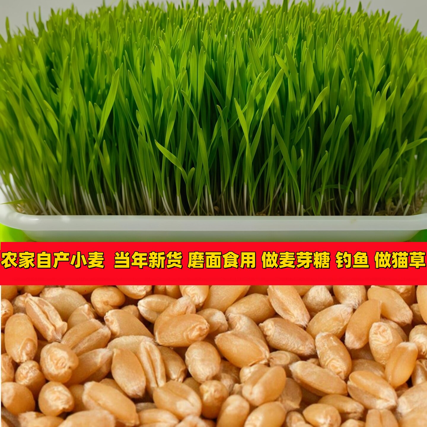 2026新小麦培麦苗生麦子做麦芽糖榨汁磨面农家小麦大麦燕麦粒1斤
