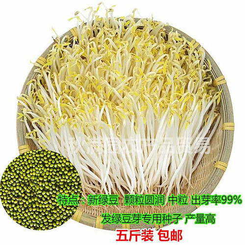 绿豆种子发豆芽专用绿豆豆芽种子