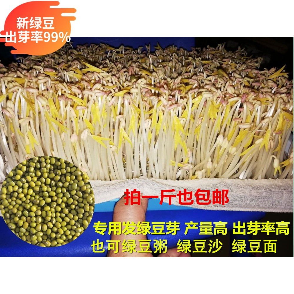 新绿豆发豆芽种子500g高出芽率