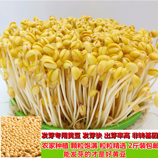 新黄豆发豆芽专用生豆芽泡豆芽发芽黄豆优质大豆非转基因2斤 包邮