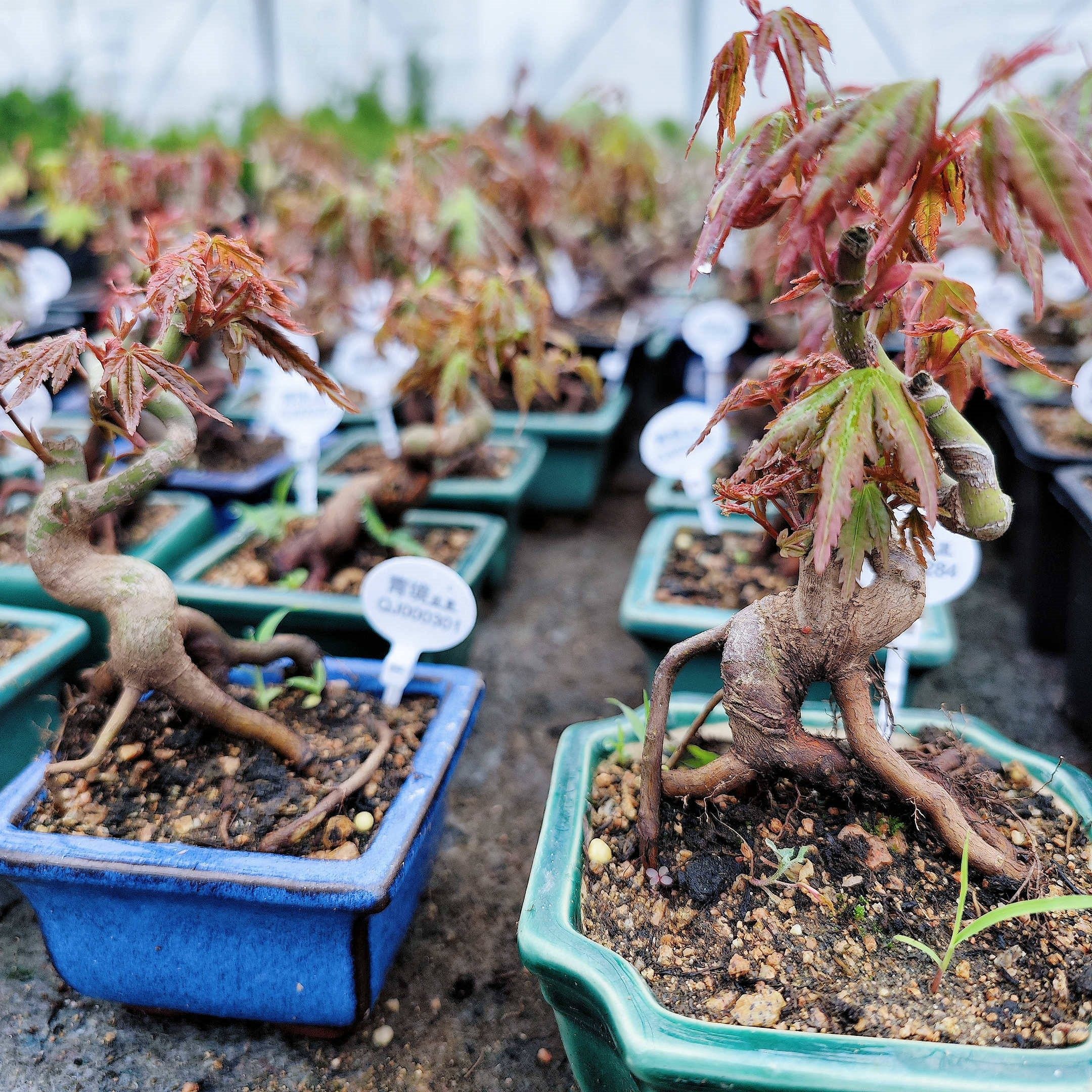 鸡爪槭造型盆景日本山红叶桌面小品原生提根枫树小老桩红枫盆栽
