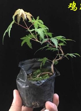 鸡爪槭树苗青枫树苗青枫小苗青枫苗红枫嫁接砧木绿化苗木庭院植物