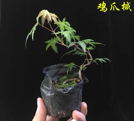 鸡爪槭树苗青枫树苗青枫小苗青枫苗红枫嫁接砧木绿化苗木庭院植物
