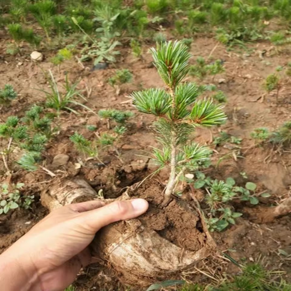 日本短针精品品种千寿丸五针松盆栽素材小苗日本五针松和千寿丸
