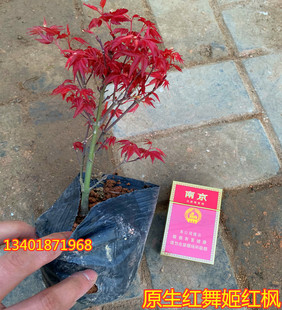 红枫树苗四季正宗日本红枫树苗红舞姬盆栽中国红庭院原生小苗盆景