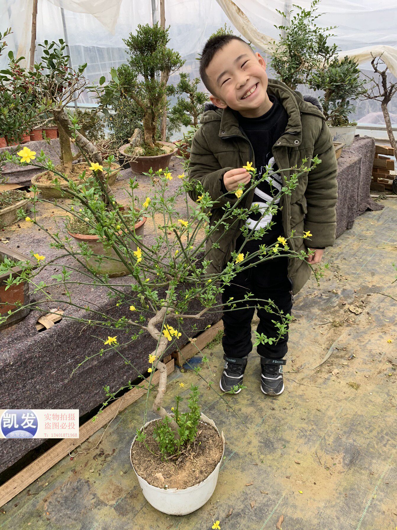 独杆迎春树重瓣盆栽 三台迎春盆景 老桩造型重瓣盆景带花苞发货