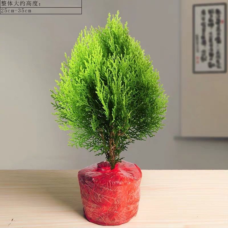 金柏盆景 洒金柏黄金柏树苗 庭院室内桌面绿植盆栽 趣味花卉植物