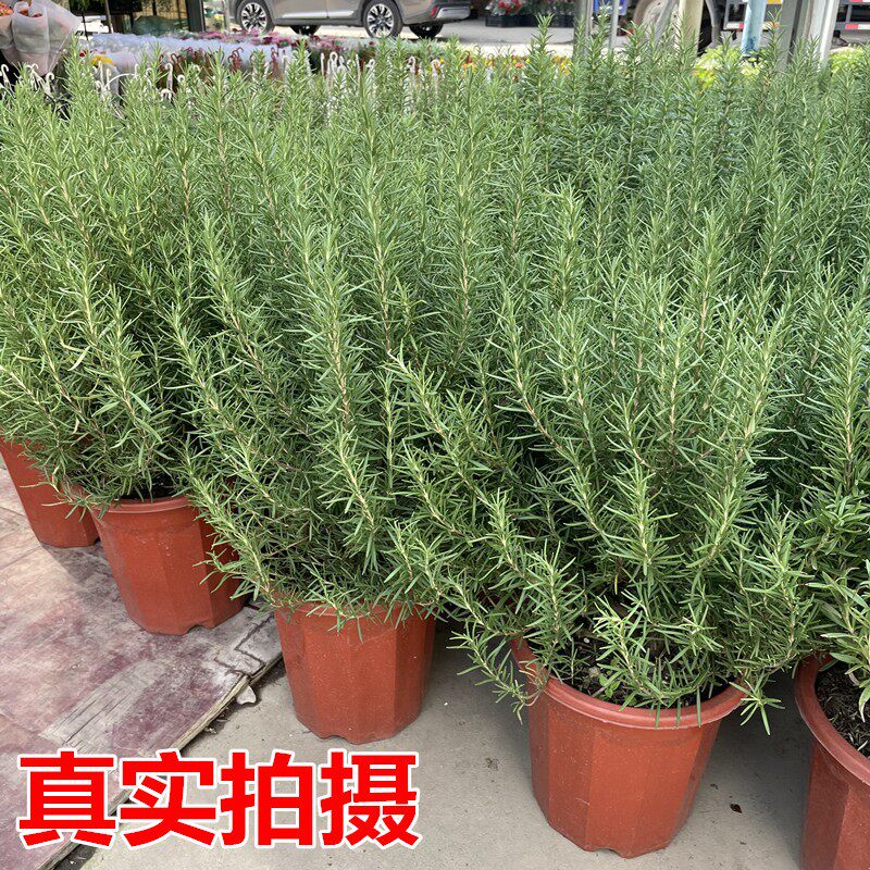 迷迭香盆栽大小苗新鲜可食用香草植物烘焙蛋糕西餐煎牛排用料实物
