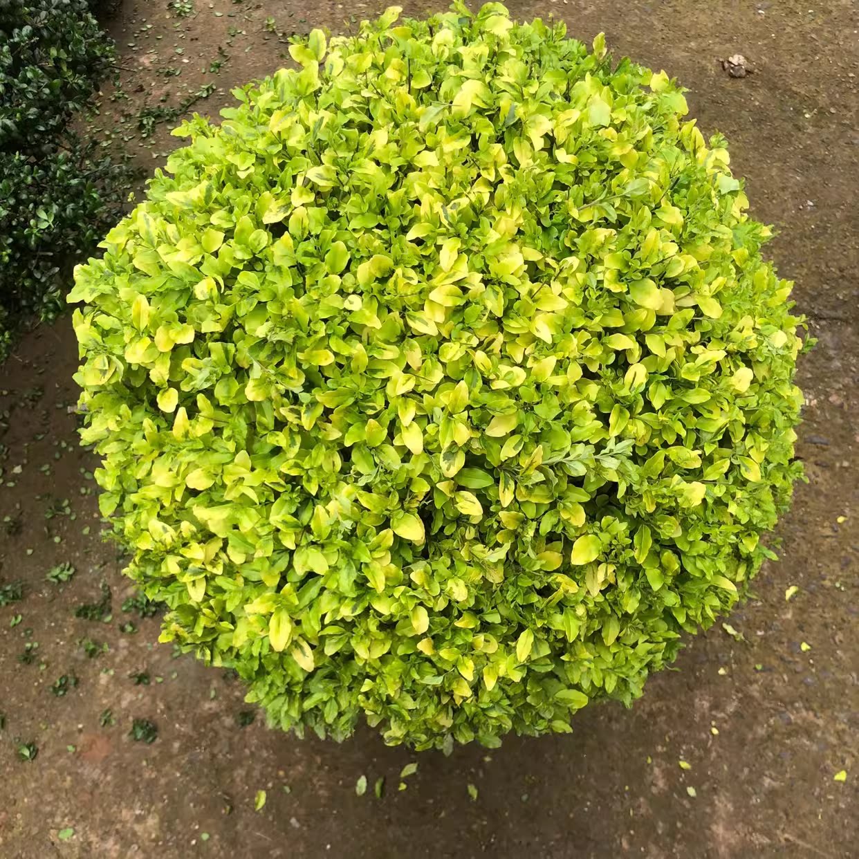 四季常青耐寒不落叶亮金女贞球亮晶女贞棒棒糖花园庭院球型植物