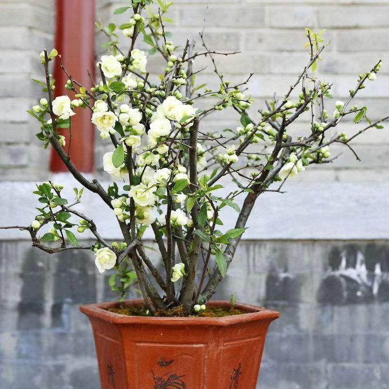 耐寒绿植绿植盆景树桩耐寒海棠花
