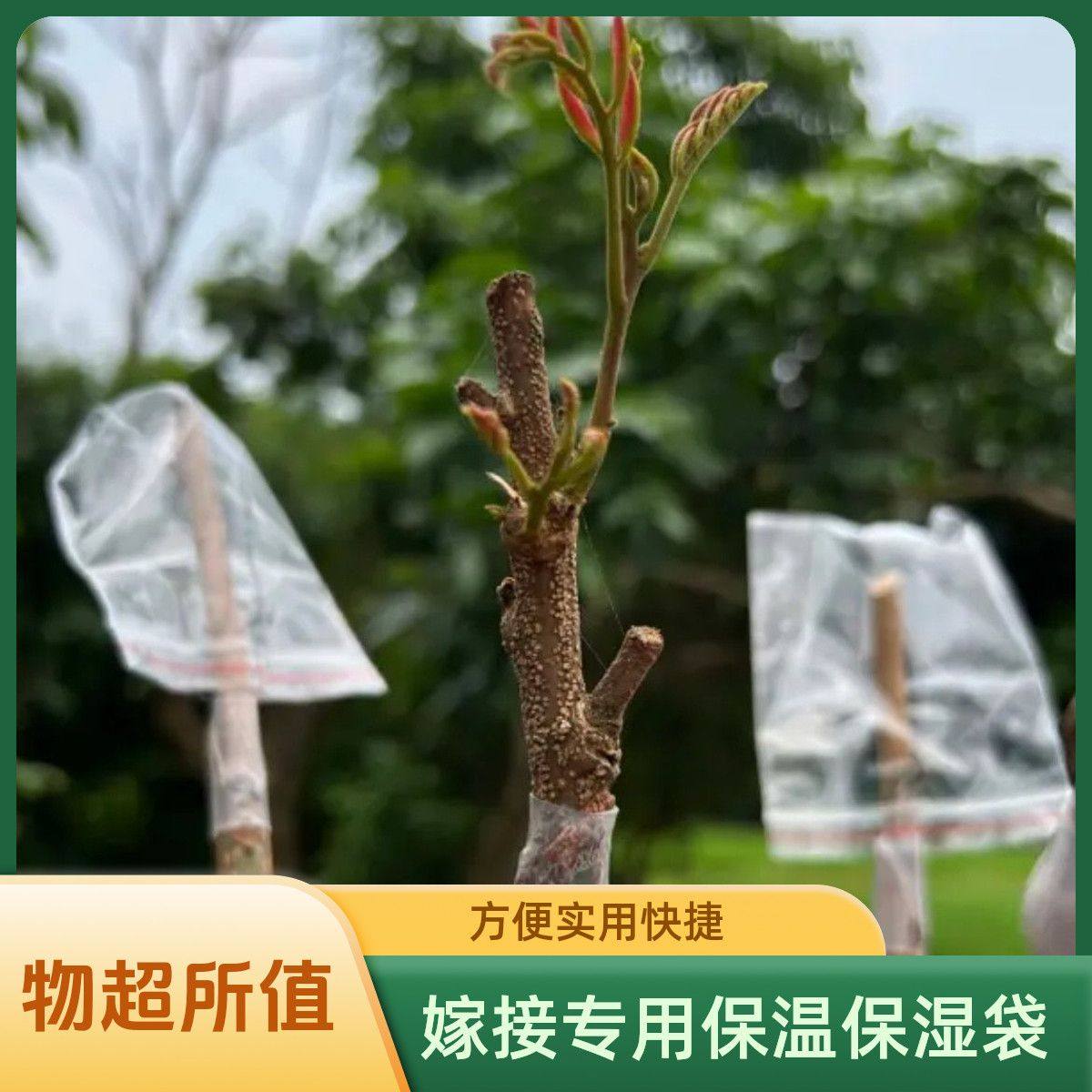 嫁接专用保温保湿袋园艺植物保温袋方便实用快捷白色塑料袋,鲜花速递/花卉仿真/绿植园艺,其它园艺用品,淘宝优惠券,粉丝福利购,淘宝优惠卷