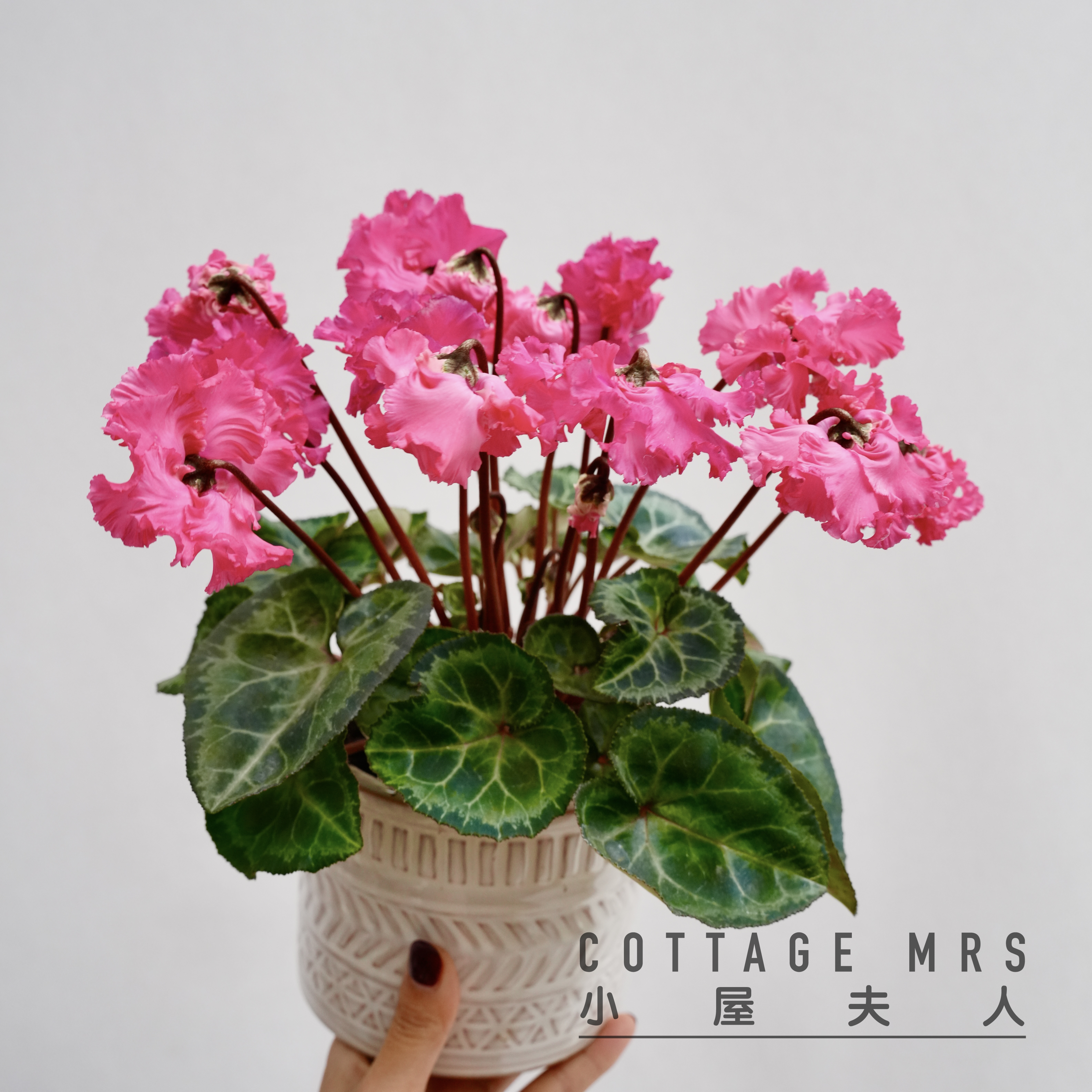 灯笼仙客来盆栽室内客厅植物迷你年宵花卉