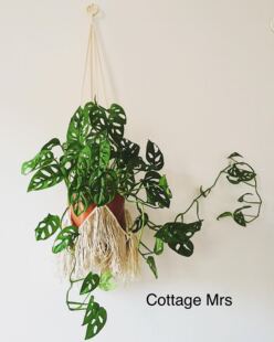 Cottage 密歇尔仙洞龟背竹 室内INS绿植 阳台 Mrs仙洞龟背竹