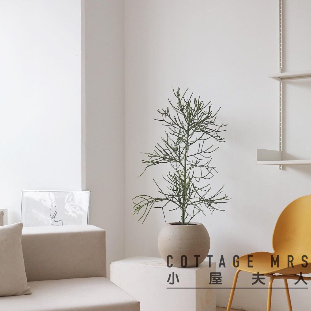 绿珊瑚绿玉树 北欧植物 简欧 客厅书房 办公桌 盆栽植物