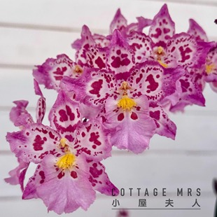 豹斑宝石文心兰盆栽带花剑香水梦香绿植物阳台兰花