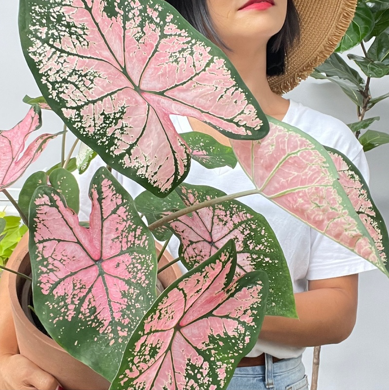 粉色飞溅彩叶芋绿植热植花叶芋室内观叶庭院盆栽造景北欧网红植物