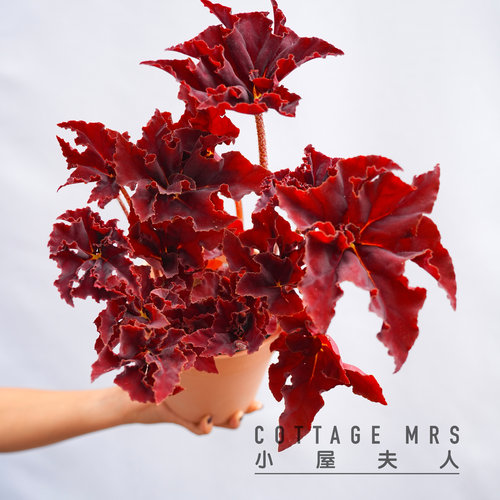 鬼灯丸秋海棠  网红室内客厅阳台观叶盆栽绿植植物