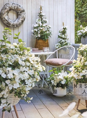 白色落跑新娘绣球花苗阳台盆栽庭院花卉易活花园开花多年生木本