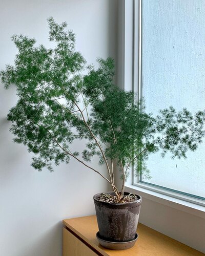 蓬莱松客厅阳台室内盆栽绿植美观