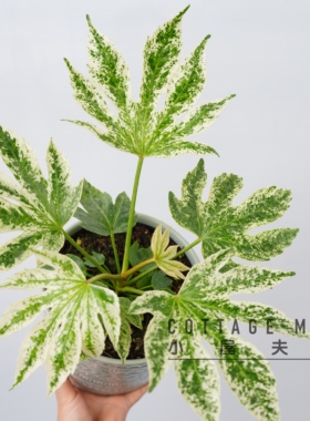 Cottage Mrs花叶锦叶八角金盘锦盆栽 八角金盘苗耐阴耐旱