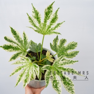 Cottage Mrs花叶锦叶八角金盘锦盆栽 八角金盘苗耐阴耐旱