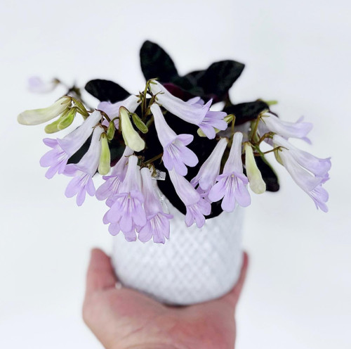 苦苣苔桌面阳台茶几办公室丰花