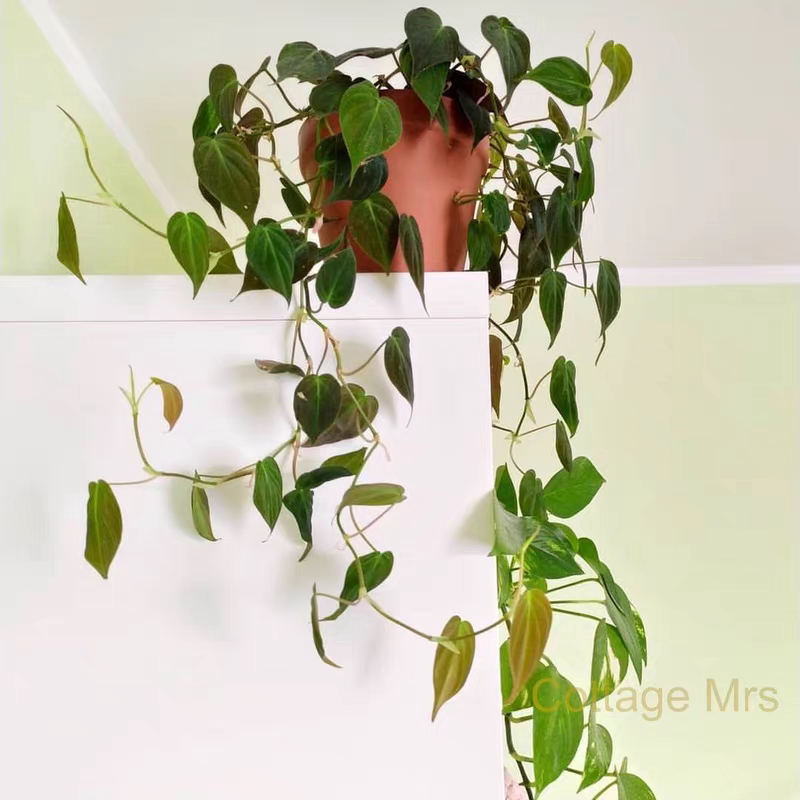云母蔓绿绒进口网红绿植植物