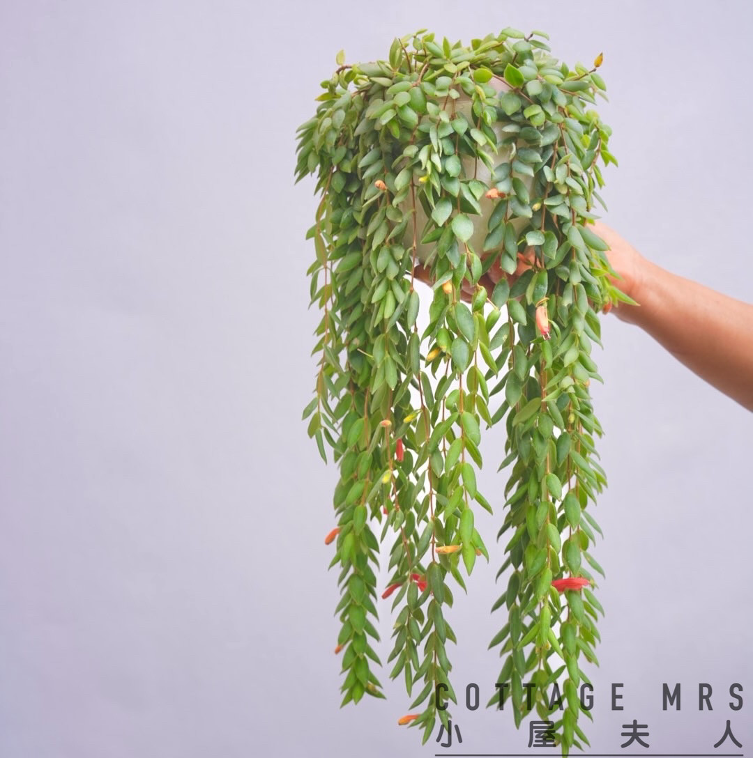 芒毛苣苔 垂吊植物 雨林缸 室内阳台客厅绿植