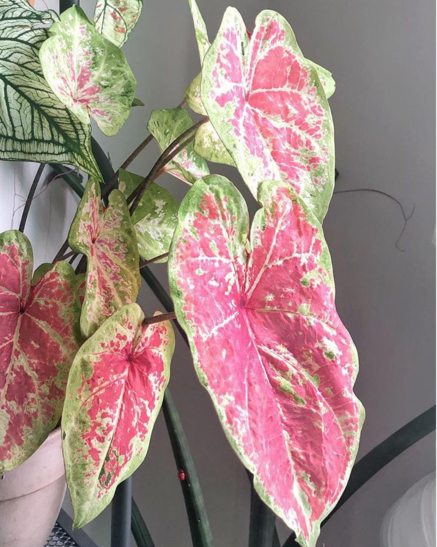 小屋夫人月光覆盆子彩叶芋