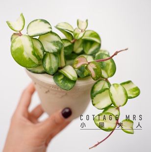 杂交匍匐内锦球兰Hoya Mathilde Variegata室内 阳台 客厅 咖啡厅