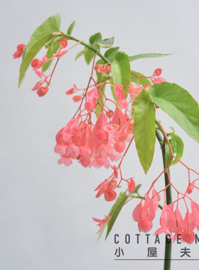 begonia tamaya 红花竹节秋海棠 室内阳台客厅 耐热植物