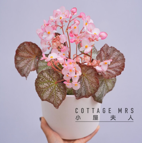 红砂岩秋海棠  岩系列  好养室内阳台窗台观叶观花绿植盆栽