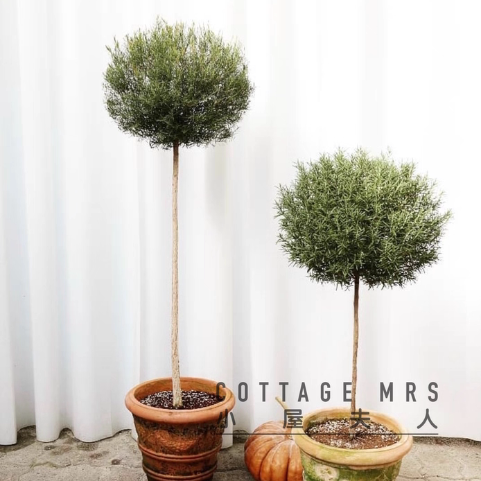 cottagemrs庭院可驱蚊阳台盆栽