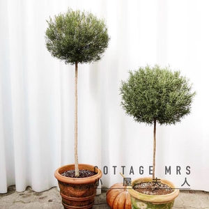 cottagemrs庭院可驱蚊阳台盆栽
