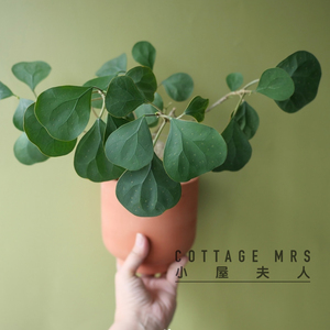 小盼菩提客厅阳台美观绿植桌面