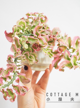 卷叶红雀珊瑚锦 超好养 热植 垂吊 耐旱 净化空气 室内观叶盆栽