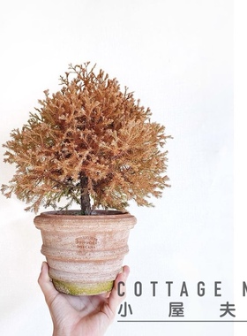 针叶北美香柏 消防队长Thuja occidentalis 'Fire Chief'阳台户外