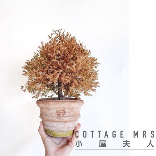 针叶北美香柏消防队长阳台户外