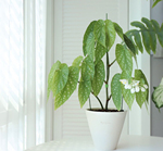 白花竹节秋海棠  室内可开花观叶绿植