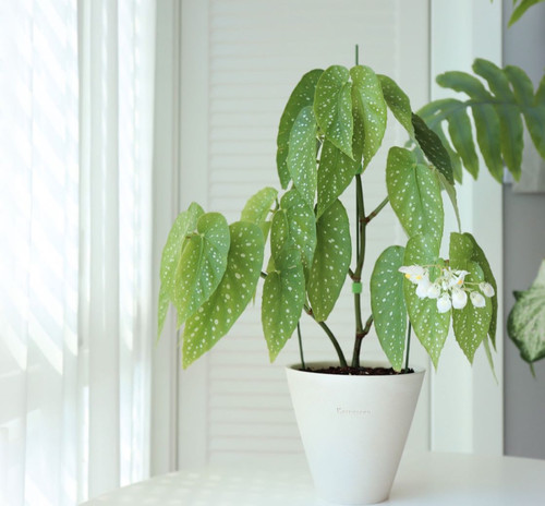 白花竹节秋海棠  室内可开花观叶绿植