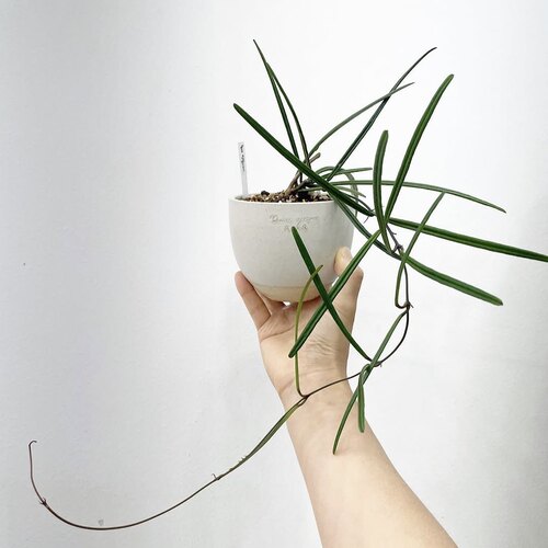 岛叶球兰 hoya insularis 客厅 阳台绿植盆栽