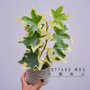 熊掌木绿植盆栽好养 花叶 四季不落叶净化空气